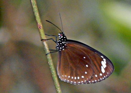 Réf. 277 301 : Euploea tulliolus